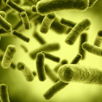 Probiotics and Prebiotics – Recommended best products